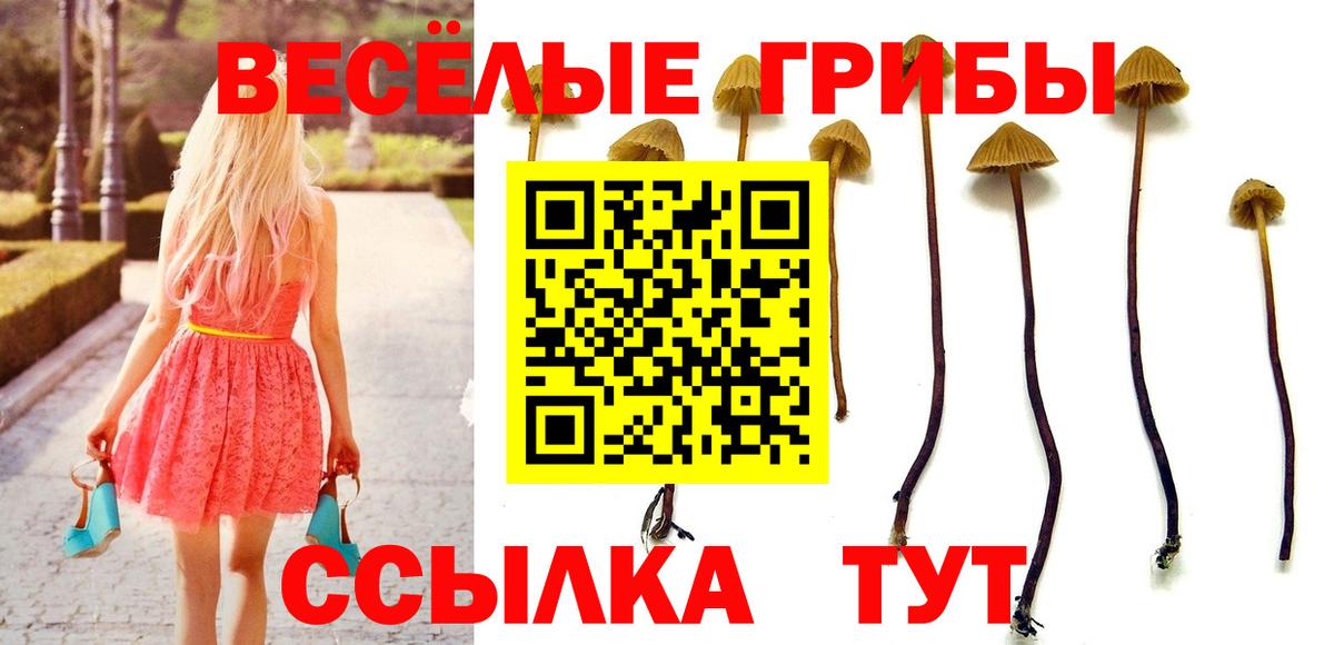 Псилоцибиновые грибы Psilocybine cubensis Вольск